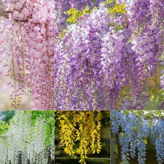 The Garden’s Cascading Beauty All Year Round