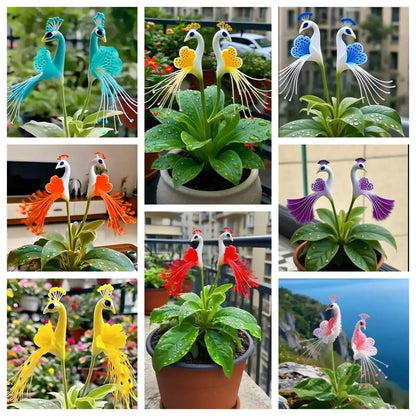Vibrant Peacock Flower Seeds Pack of 2